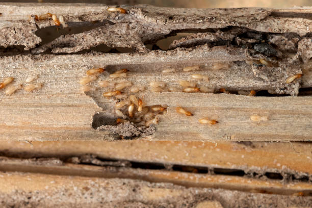 Bird Control in Fredericksburg, TX